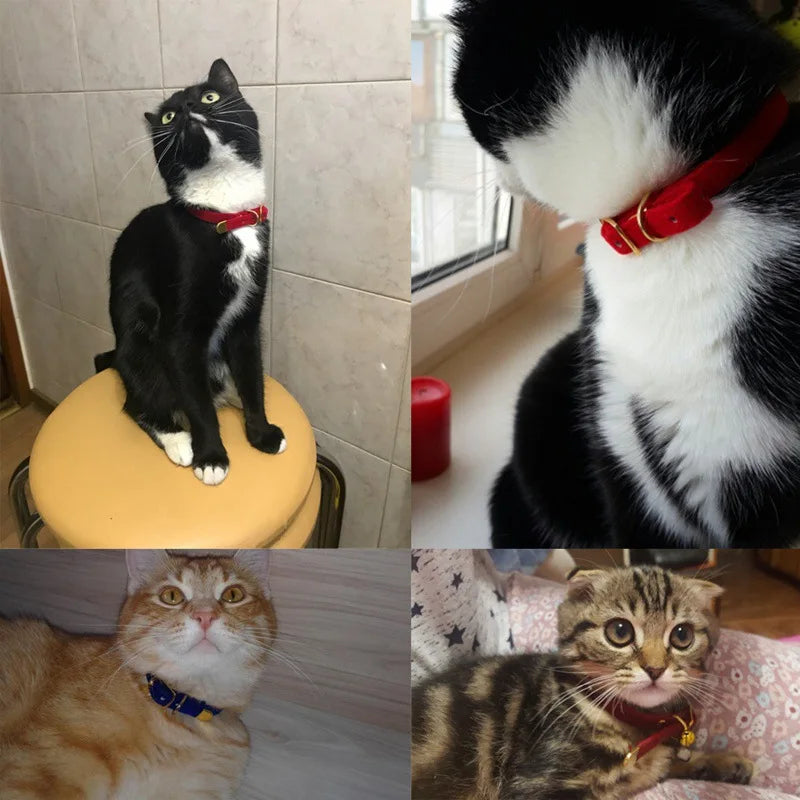 Iyer's Pet Co - Stylish Cat Collar